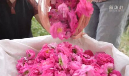 花花视频,带你领略短视频的魅力与风采