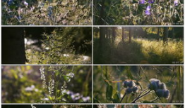 草草草在线视频,揭秘网络短视频的魅力与挑战